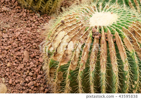 Cactus is a fungal disease,Rust cactus - Stock Photo [43595838] - PIXTA