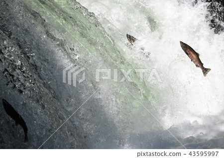 Climbing a cherry tree waterfall Climbing a cherry tree waterfall 43595997