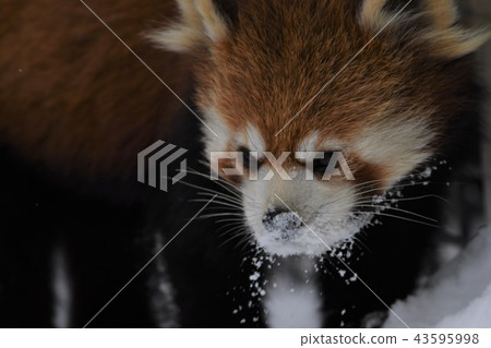 Lesser panda 43595998