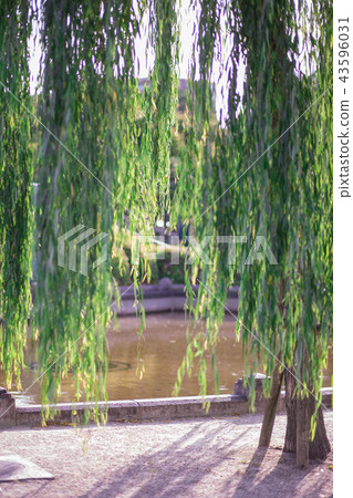 Weeping willow Weeping willow 43596031