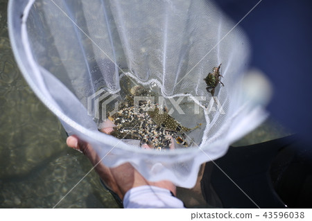 海生物 43596038