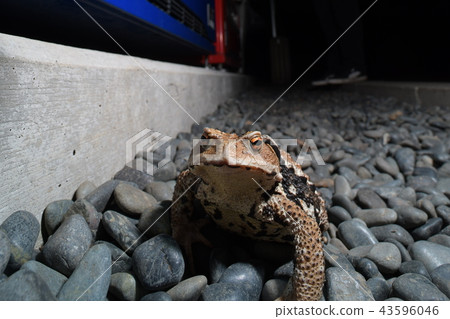 Azuma toad 43596046