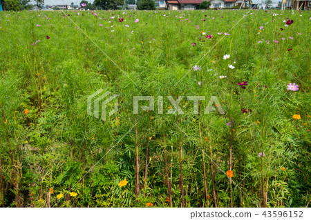 波斯菊領域湖Isanuma湖邊花田Kawagoe市 波斯菊領域湖Isanuma湖邊花田Kawagoe市 43596152