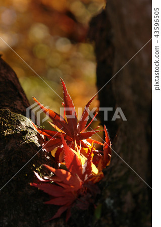 鳥取走在秋天秋葉Tokoji寺 43596505