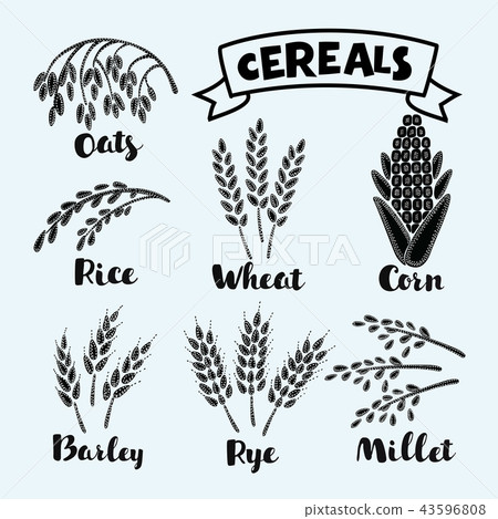 Vector illustration of ripe ears Vector illustration of ripe ears 43596808