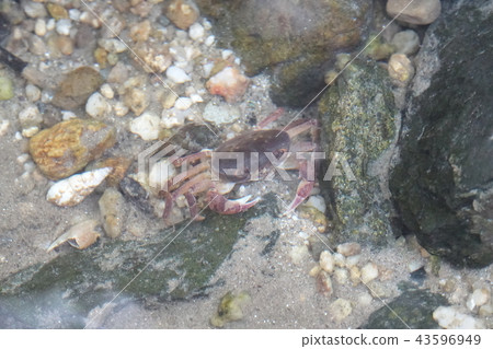 Hotaru no Sato 43596949