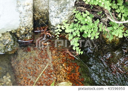 Hotaru no Sato 43596950