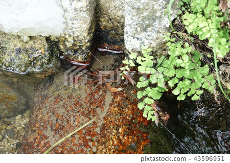 Hotaru no Sato 43596951