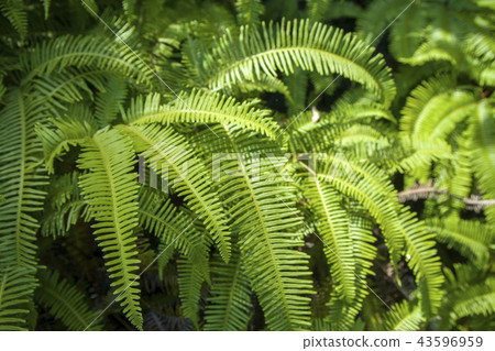 蕨類植物 43596959