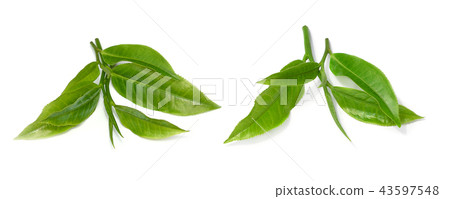 Green tea leaf isolated on white background Green tea leaf isolated on white background 43597548