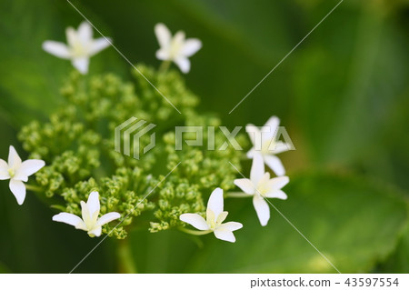 繡球 繡球 43597554