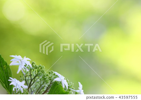 繡球 繡球 43597555