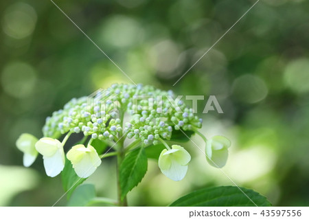繡球 繡球 43597556