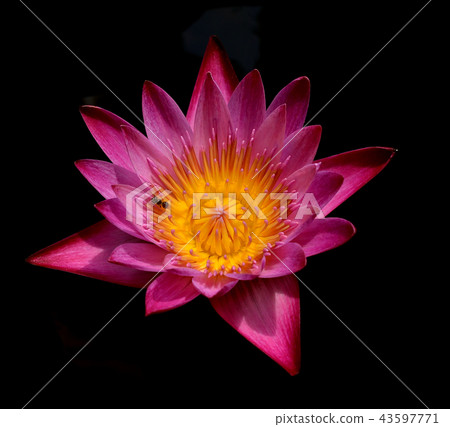 Single lotus flower isolated on black background Single lotus flower isolated on black background 43597771