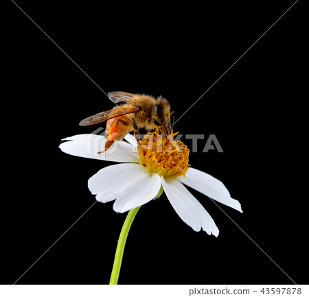 Bees to a flower. Bees to a flower. 43597878