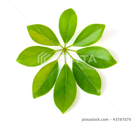 leaves isolated on white background 43597879