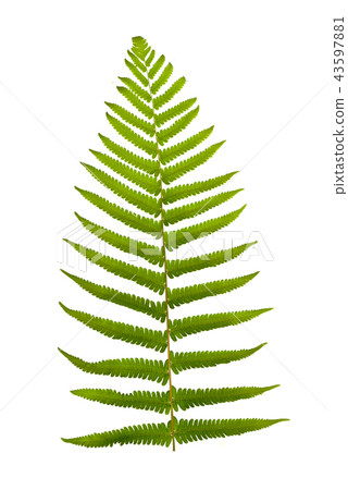 Green fern leaf isolated on white 43597881
