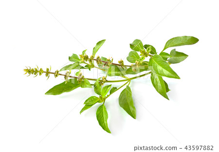 Basil flower 43597882
