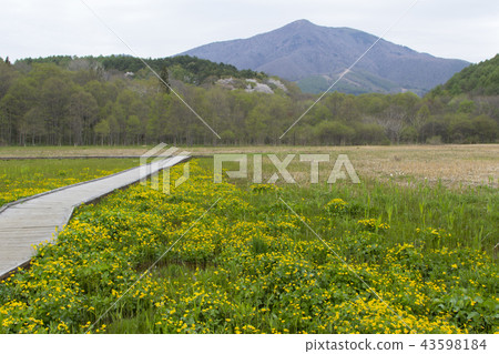 Cluster of Ryukinka of Iigami Kogen Otani Wetland / Nagano Prefecture, Nagano Prefecture Cluster of Ryukinka of Iigami Kogen Otani Wetland / Nagano Prefecture, Nagano Prefecture 43598184