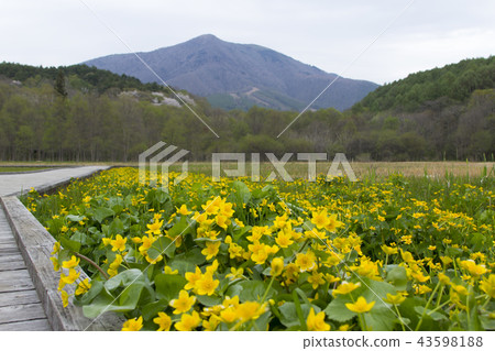 Cluster of Ryukinka of Iigami Kogen Otani Wetland / Nagano Prefecture, Nagano Prefecture 43598188