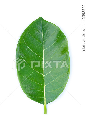 Jack Fruit leaves isolated  on white background 43598291