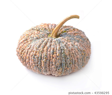 Pumpkins isolated on white background Pumpkins isolated on white background 43598295