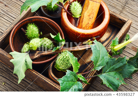 Natural herbs medicine,datura 43598327
