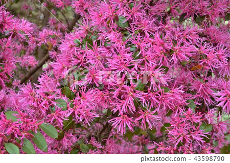 檵木 檵木 43598790