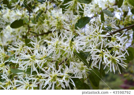 Tokiwamansaku Tokiwamansaku 43598792