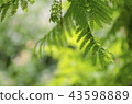 Royal Poinciana or Delonix Regia green leaves 43598889