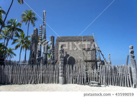 big island, hawaiian islands, palm tree 43599059