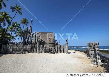 big island, hawaiian islands, palm tree 43599068