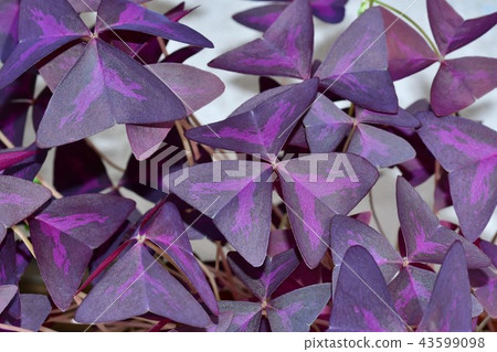 烏鴉蝸牛葉 43599098