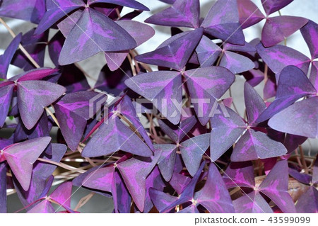 Crow snail leaf 43599099