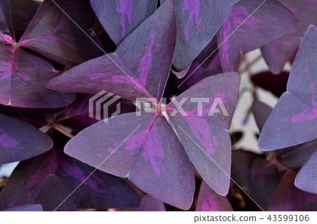 烏鴉蝸牛葉 烏鴉蝸牛葉 43599106