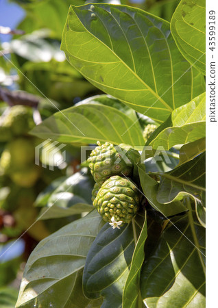 Hawaiian Noni Fruit Hawaiian Noni Fruit 43599189