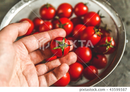 hand selects and shows whole fresh cherry hand selects and shows whole fresh cherry 43599387