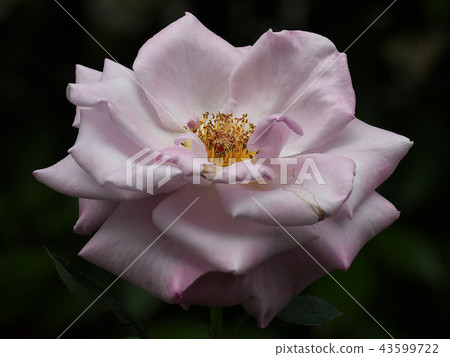 藍光紫藤玫瑰 43599722