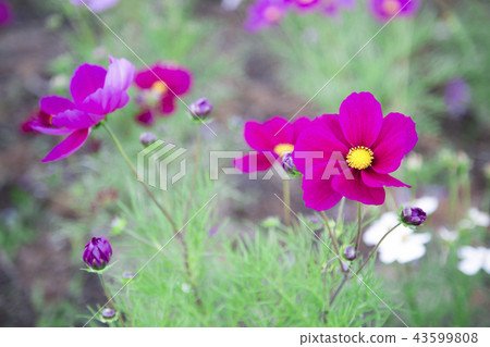 beautiful cosmos flower. 43599808