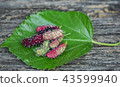 The result is "Mulberry" placed on green leaves. 43599940