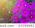 beautiful cosmos flower. 43599942