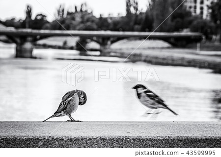 Sparrows in the city, colorless 43599995