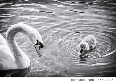 White mother swan swim with her young White mother swan swim with her young 43599997
