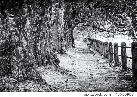 Alley of sycamore trees and railing, colorless Alley of sycamore trees and railing, colorless 43599998