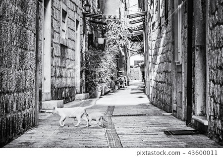 Narrow street in historic Trogir, Croatia 43600011