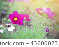 beautiful cosmos flower. 43600023