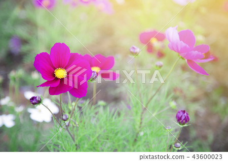 beautiful cosmos flower. 43600023