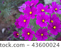 beautiful cosmos flower. 43600024