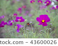 beautiful cosmos flower. 43600026