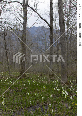 長野縣戶塚森林植物園/長野縣水的集群 43600047